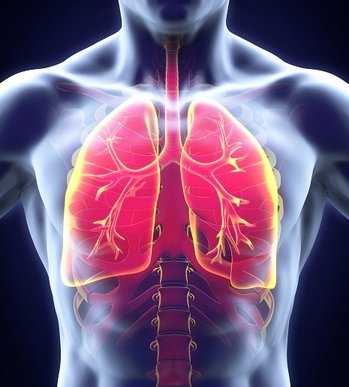 A Four – Dimensional View of How the Human Lung Functions