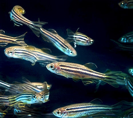 The 70 Percent likeness in neurological structure between humans and Zebrafish help researchers study drug addiction